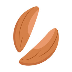 Brazil nut kernel beige natural color. Vector illustration isolated on a white background for website design of products, applications, printing