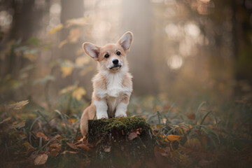 The Pembroke Welsh Corgi puppy in forest