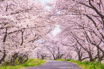 Foto op Aluminium 満開の桜並木 © kasa