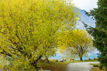 ニュージーランド　秋のクイーンズタウンのワカティプ湖の岬にある植物園、クイーンズタウン・ガーデンズの秋の紅葉で色づいた木々