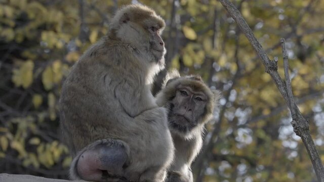 Two Cute Monkeys Sitting On The Rock And Enjoying Beautiful Autumn Day