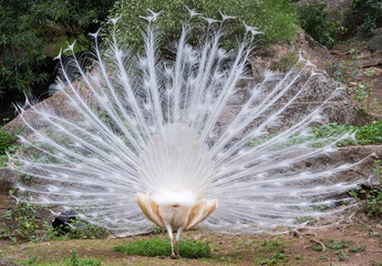Portrait of white peacock during courtship display