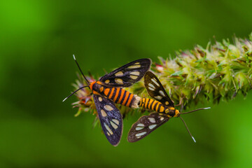 Fototapeta premium Tiger moths are mating tiger moths mating process