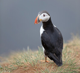 The atlantic puffin lives on the ocean and comes for nesting and breeding to the shore. They are seen in big numbers on Iceland