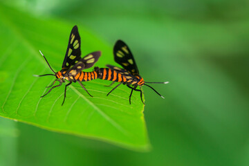 Tiger moths are mating
tiger moths mating process