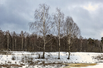 Birches in real winter landscape