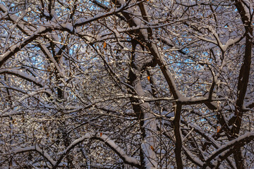 Obraz premium Sun shackles snow-covered branches of trees
