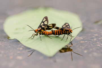 Tiger moths are mating
tiger moths mating process