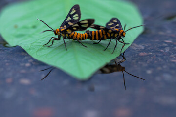 Tiger moths are mating
tiger moths mating process