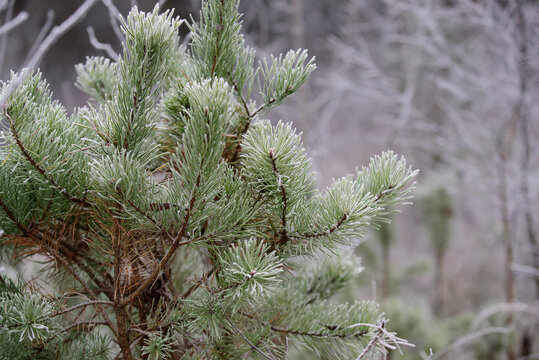 on a cold winter morning, white frost has formed on the green pine needles