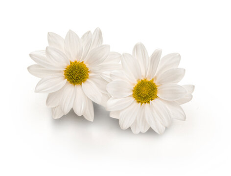 Flores, margaritas sobre fondo blanco. Flowers, daisies on white background.