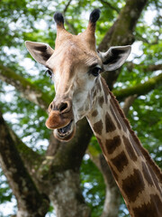 Photograph of a giraffe