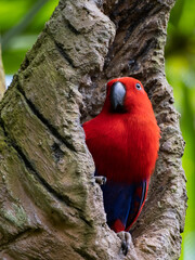 Red parrot photographed in Singapore