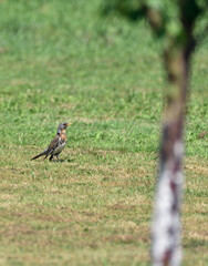 thrush running across the lawn for worms