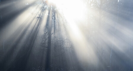 Obraz premium Sunbeams shine through bare trees in a dark gray winter forest. Light rays. Mystical, mysterious, fantasy, fairytale view. Atmospheric nature background 