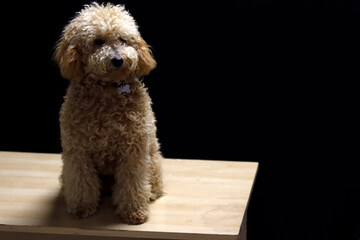 Cocker spaniel puppy