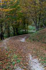 Autumn in the park