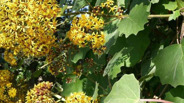Velvet groundsel yellow flowers, California USA. Roldana petasitis springtime bloom. Home gardening, american decorative ornamental houseplant, natural botanical atmosphere. Vivid spring blossom.