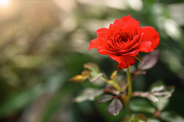 Red rose on light bokeh blurred and green leaves background with copy space, Fragrant flowering plants for outdoor garden decoration and can be used to decorate vases at home are refreshing beautiful.