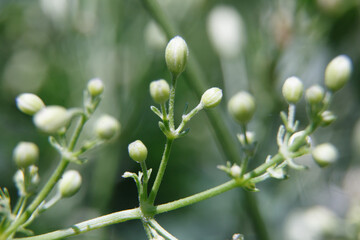 Flower buds on a summer day, close-up.