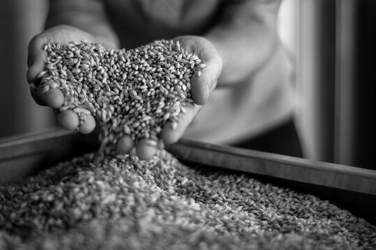 Brewer Handling Barley Malt Cereal In Black And White Close-up