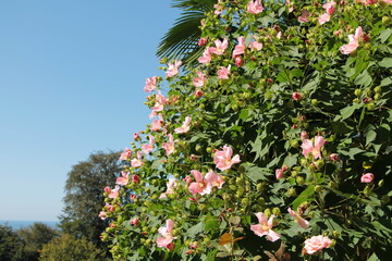 Beautiful flower in the garden for good colorful floral background