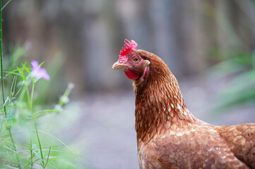 Free ranging chicken at a smallholding, England, UK.