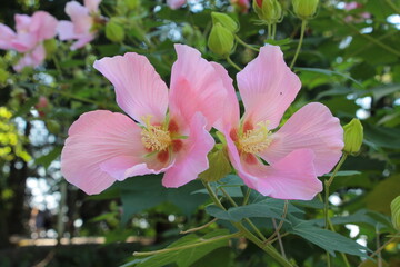 Beautiful flower in the garden for good colorful floral background