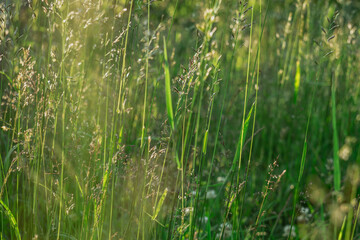 meadow with spikelets of green grass on a summer day