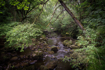 Woodland stream, Yorkshire, England, UK.