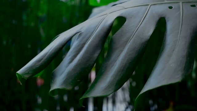 Monstera leaves in the garden swaying in the wind