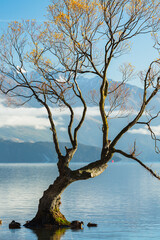 ニュージーランド　オタゴ地方のワナカ湖の湖内に立つワナカ・ツリー