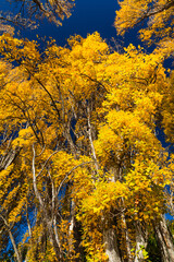 ニュージーランド　オタゴ地方のワナカ湖の湖畔の紅葉で黄色に染まった木々