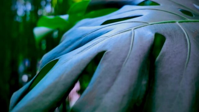 Monstera leaves in the garden swaying in the wind