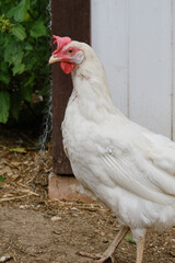 Free-range white hen on an organic farm. Poultry farming concept. 