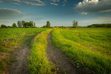 Obraz premium Dirt road through the green meadow and the sky, Nowiny, Poland