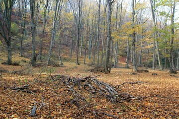 Autumn forest in the vicinity of the village of Kichevo (Bulgaria)