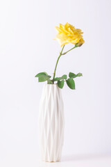 Yellow rose in a white vase on a white background.