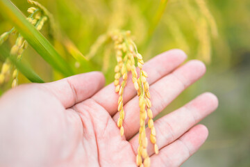 Hand  touching  rice in the paddy field