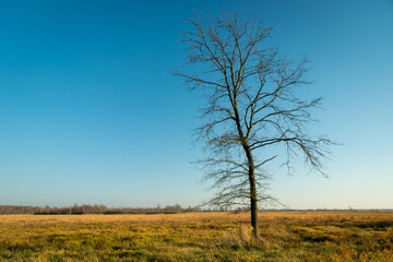 Fototapeta na wymiar Tall tree without leaves in the meadow