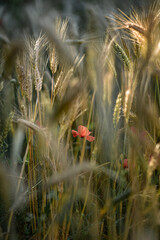 poppy in the field
