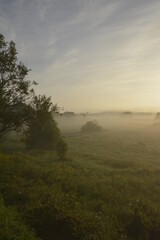morning in the forest