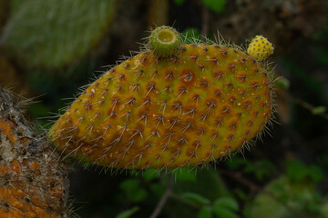 Opuntia maxima ( Opuntia amiclaceae), belonging to the cactus family, native to Mexico and America.