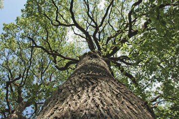 tree in the forest