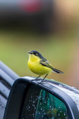 Fototapeta premium Pássaro Ferreirinho-relógio pousado no retrovisor com chuvisco.