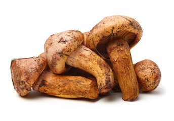 boletus mushrooms on white background
