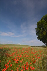 field of poppies