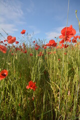 Obraz premium flowers