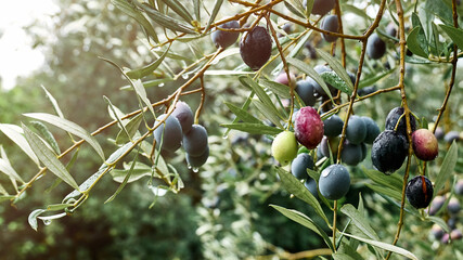 Olive branch with ripe fresh purple olives ready for harvest growing in mediterranean olive grove...