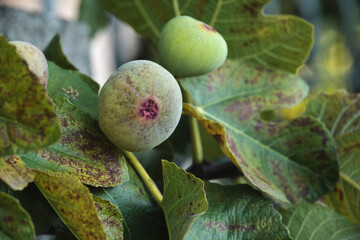 Fig tree fruits